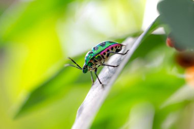 Lychee kalkan böceği (chrysocoris stolii, Scutelleridae) dal üzerinde
