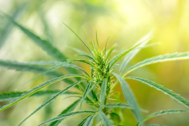 Enflasyon marihuana bitkisine yakın. 