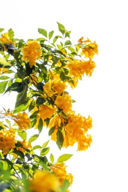 Sarı trompet çiçeği çiçek açmış..