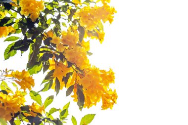 Sarı trompet çiçeği çiçek açmış..