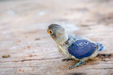 Muhabbet kuşları yürüyüşe çıktı..