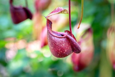 Nepenthes bir çeşit böceksi bitkidir.