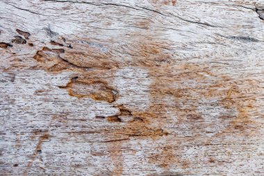 Ormandaki yaşlı düşmüş çürümüş ağaç