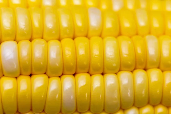 Sweet Corn Plant High Nutrients High Fiber — Stock Photo, Image