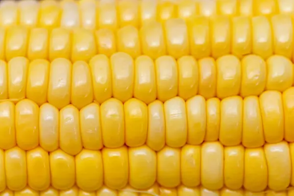 Kukuřice Cukrová Rostlina Vysokým Obsahem Živin Vysokým Obsahem Vlákniny — Stock fotografie