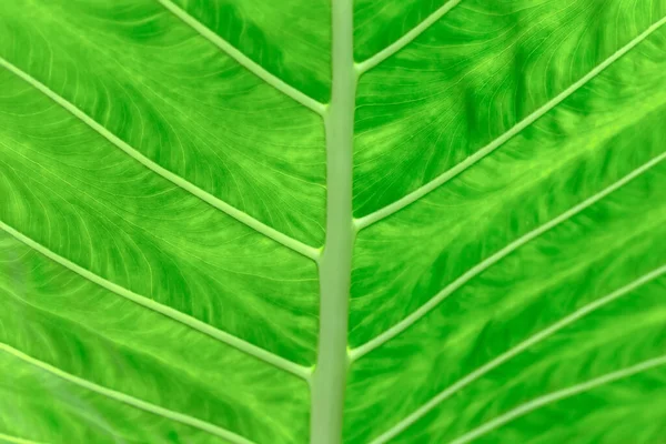 Leaves Strange Shapes Patterns — Stockfoto