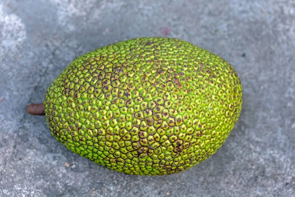 Zewnętrzna Skóra Skórki Jackfruit — Zdjęcie stockowe