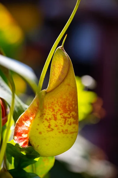 Nepenthes Type Insectivorous Plant — Stock Photo, Image