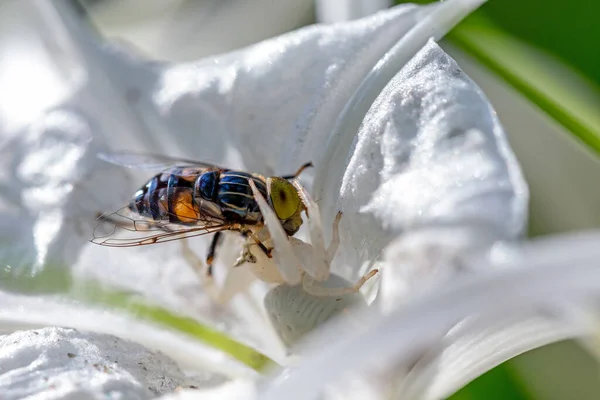 Méhek Repkednek Virágok Körül Nektárért — Stock Fotó