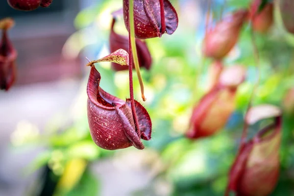 stock image Nepenthes is a type of insectivorous plant