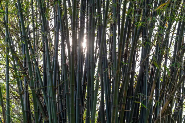 Bosque Bambú Con Glorioso Sol Mañana —  Fotos de Stock