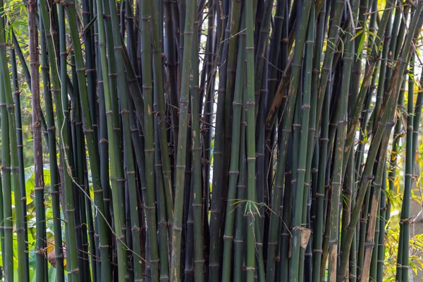 Bambusz Erdő Dicső Reggeli Napsütéssel — Stock Fotó