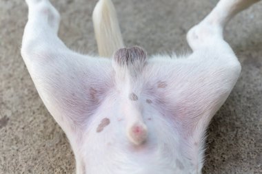 Erkek köpek bacakları açık olarak rahatça yatar..