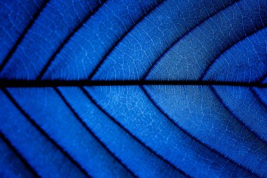 Güneşin altındaki yaprakların deseni