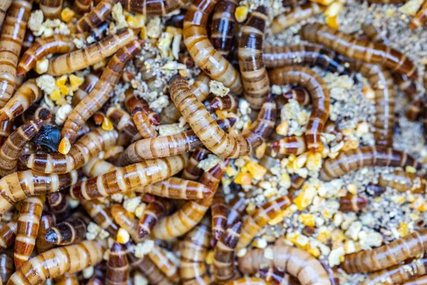 Kultur Von Vogelwürmern Von Der Larve Bis Zum Fortpflanzungsalter — Stockfoto