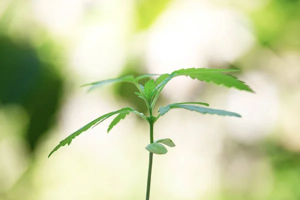 Close Small Marijuana Plant Growth Farm — Stok fotoğraf