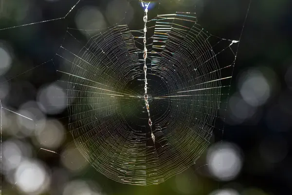 Een Spinnenweb Het Bos — Stockfoto