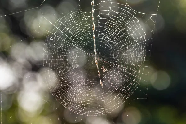 Pânză Păianjen Pădure — Fotografie, imagine de stoc