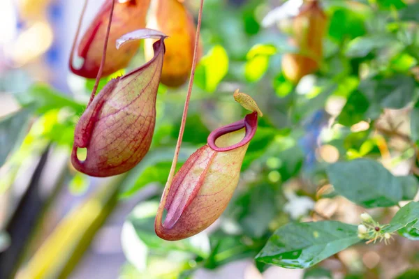 stock image Nepenthes is a type of insectivorous plant