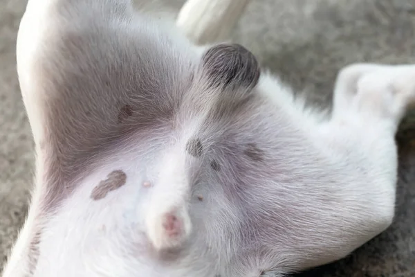 Αρσενικός Σκύλος Ξαπλώνει Άνετα Πόδια Του Ανοιχτά Φωτογραφία Αρχείου