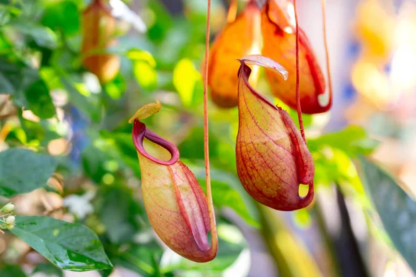 Nepenthes Type Insectivorous Plant Stock Photo