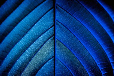 Güneşin altındaki yaprakların deseni