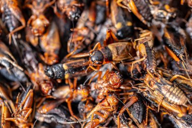 Kızarmış böcekler, böcekler sokak gıda Tayland kızarmış