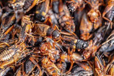 Kızarmış böcekler, böcekler sokak gıda Tayland kızarmış