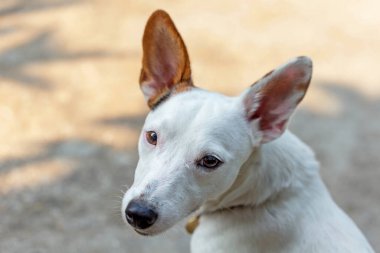 Jack Russell eğleniyor..