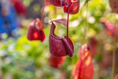 Nepenthes bir çeşit böceksi bitkidir.