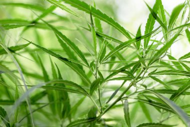 Close up marijuana leaves growth in the farm