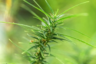 Close up marijuana leaves growth in the farm
