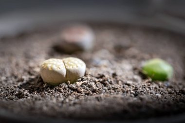 Litoplar popüler yenilikçi ev bitkileridir ve birçok sulu yetiştirici koleksiyonlarını korur.