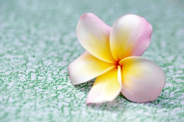 Tropikal çiçek dalları frangipani (plumeria)