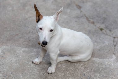 Jack Russell Terrier 'in Portresi