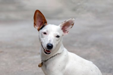 Jack Russell Terrier 'in Portresi