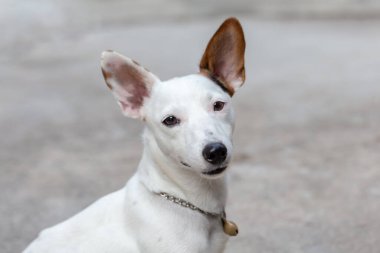 Jack Russell Terrier 'in Portresi