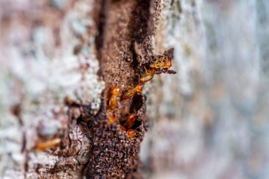 asker termit toprak yiyenler 