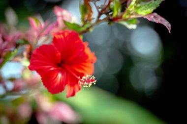 Hibiscus Bahçede Tropik Çiçek
