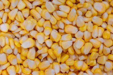 Tatlı mısır, yüksek miktarda besin ve lif içeren bir bitkidir..