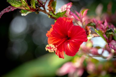 Hibiscus Bahçede Tropik Çiçek