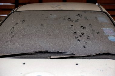 araba camında kedi pençesi izleri