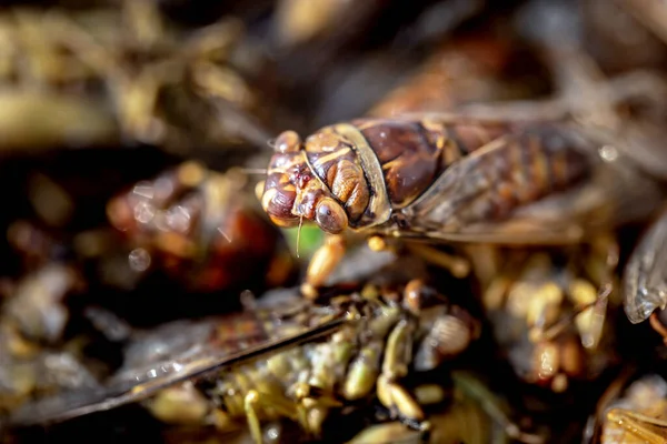Gebratene Insekten Auf Street Food Thailand Gebratene Käfer — Stockfoto