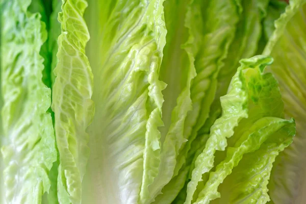 stock image pattern of chopped cabbage leaves