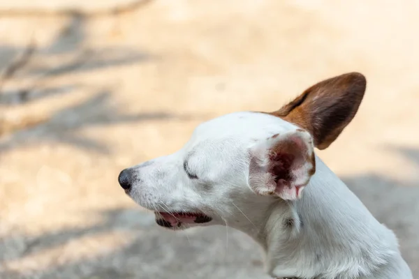 Jack Russell Terrier Portréja — Stock Fotó
