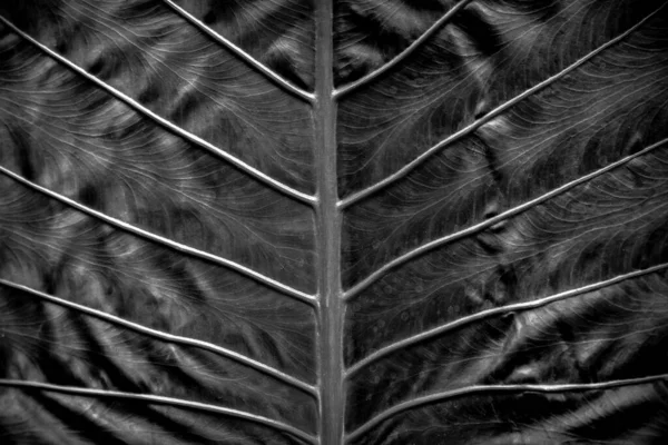 Das Muster Der Blätter Unter Dem Licht Der Sonne — Stockfoto