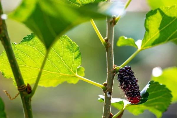 Mulberry Gyümölcs Közelkép Elmosódott Háttér — Stock Fotó