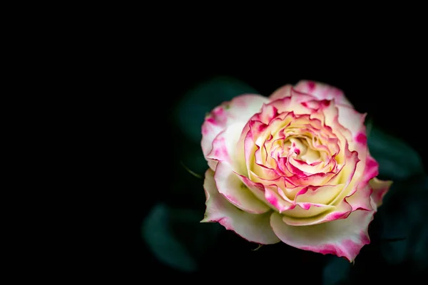 Rose Called Queen Flowers — Stock Photo, Image
