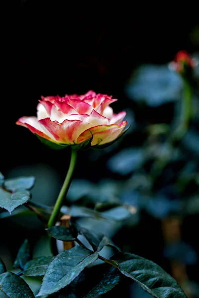 Rosa Llama Reina Las Flores —  Fotos de Stock