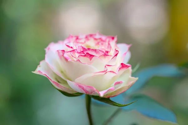 Rosa Llama Reina Las Flores —  Fotos de Stock